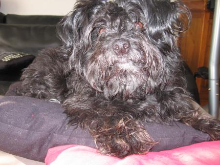 Dieu a cr�e les animaux