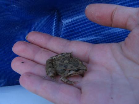 Il n'y a pas de grenouille qui ne trouve son crapaud. Proverbe.