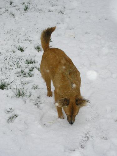 Cassie....Chien ou Renard