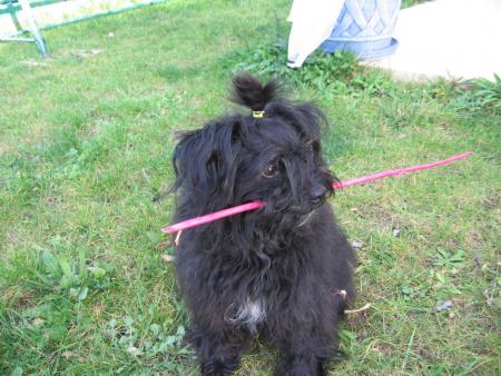 Chien donne cours d'arts martiaux